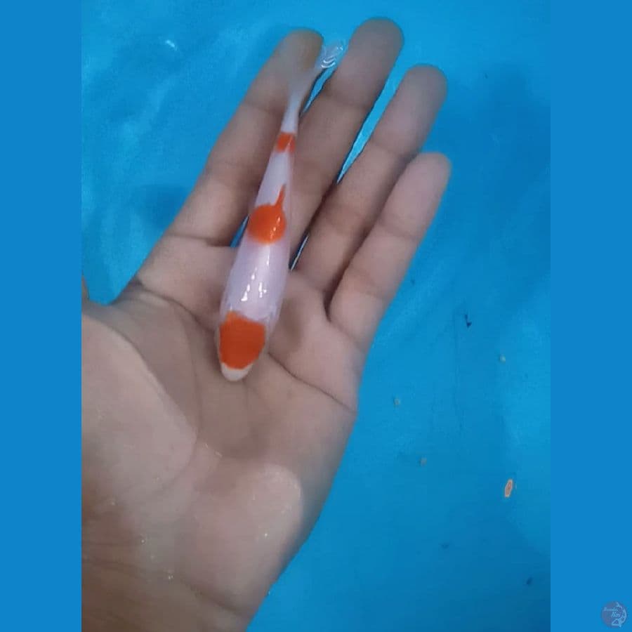 Mini K O H A K U 10.Cm