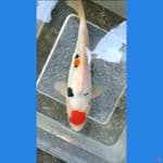 doitsu murni 18cm