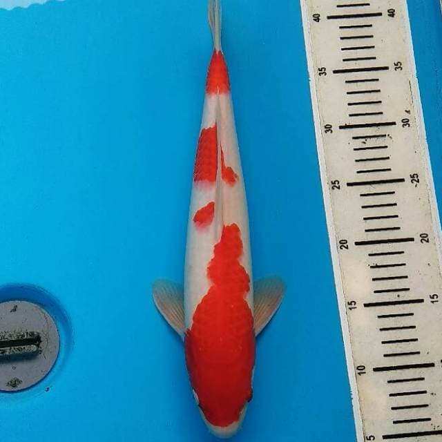 Kohaku Yondan Ciamik