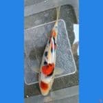 sanke 19cm