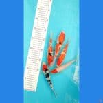 paket doit sisik 16-19cm
