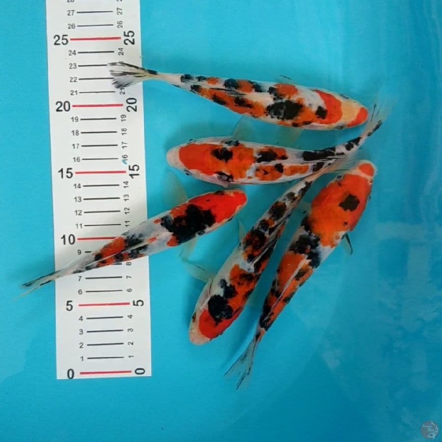 paket sanke 17-20cm