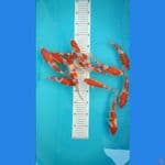paket kohaku 12ekor 17-19cm 