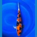 Showa Male 57cm