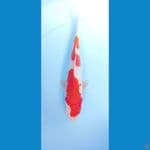 kohaku 24cm mantap