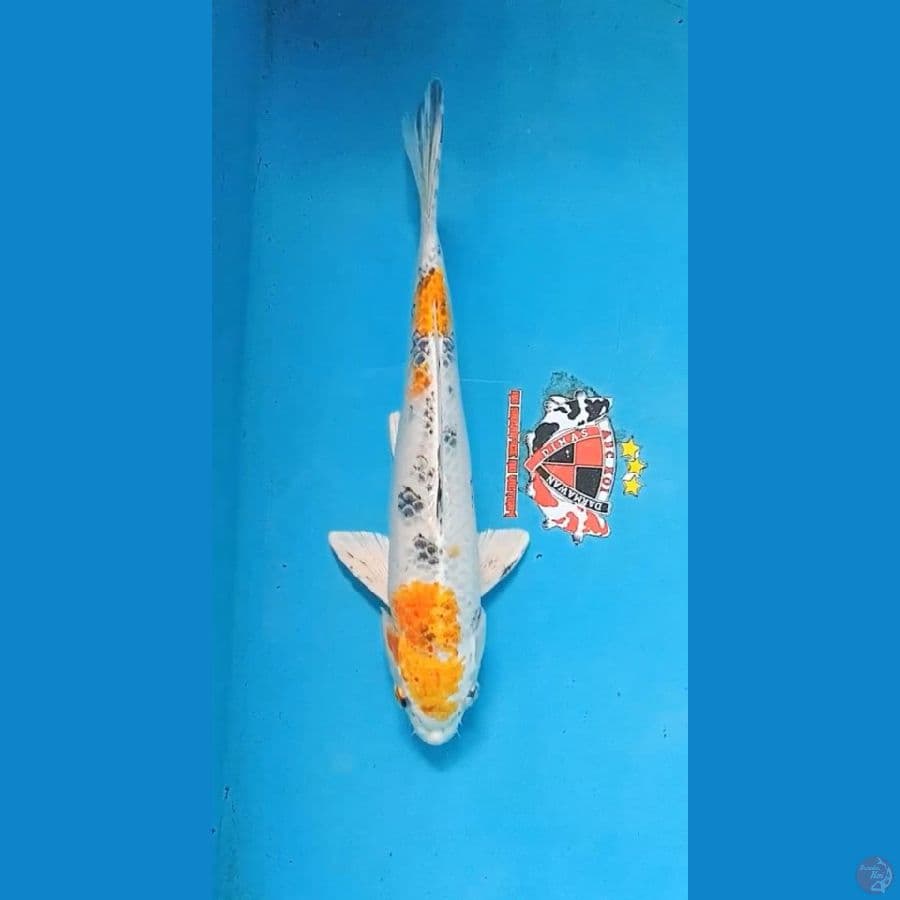 Yamato Nishiki Jantan 30 cm