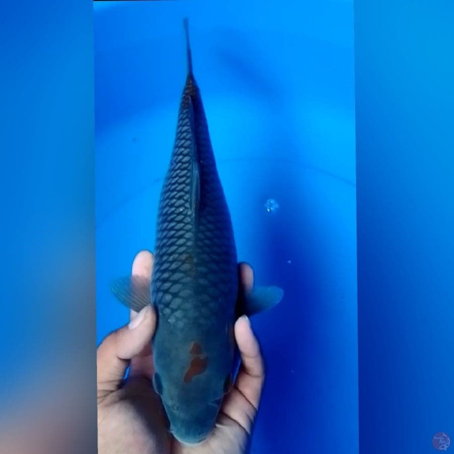 PENJINAK 33CM