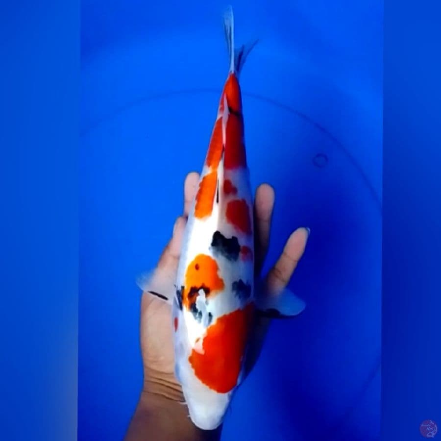SANKE 33CM