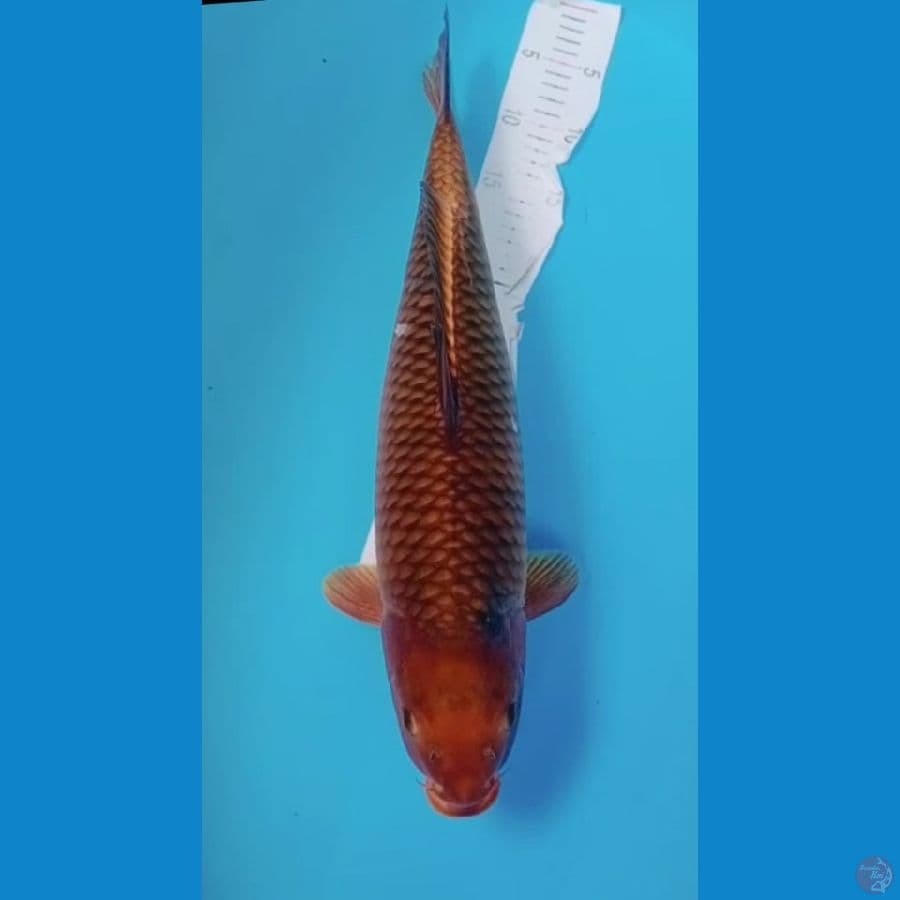 cagoi