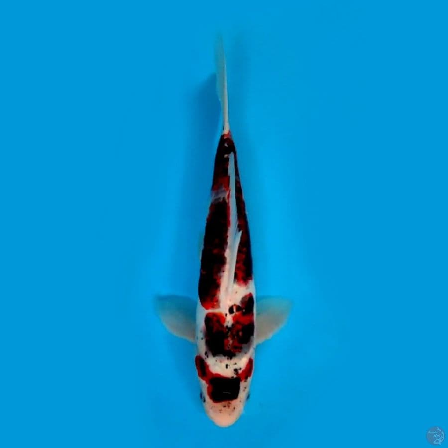 KOROMO DOITSU ANTIK #35 CM FM