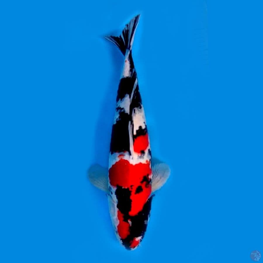 SHOWA SHANSOKU #40 CM MALE