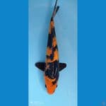hi utsuri 40 cm