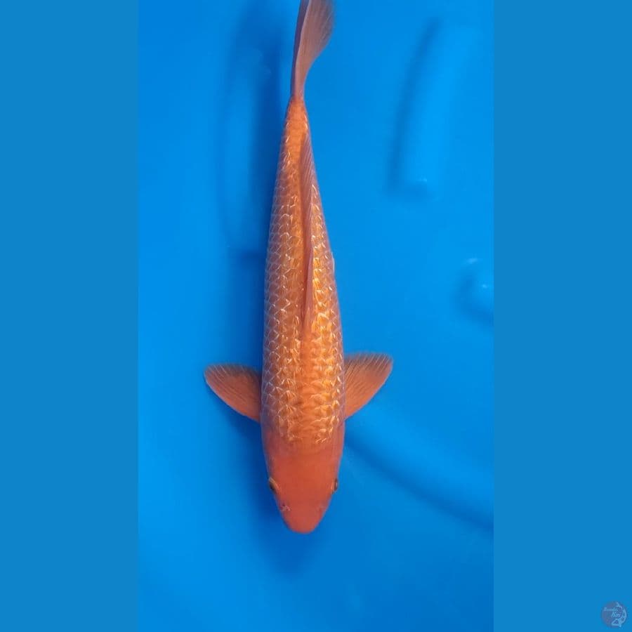 Ginrin Caramel 40up Jantan