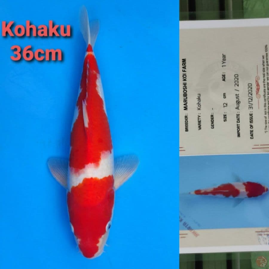 MARUBOSHI KOHAKU 36CM SERTI