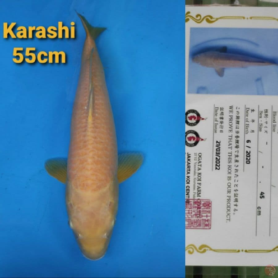OGATA KARASHI 55CM SERTI