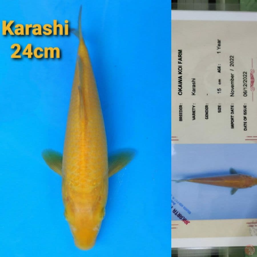 OKAWA KARASHI 24CM SERTI