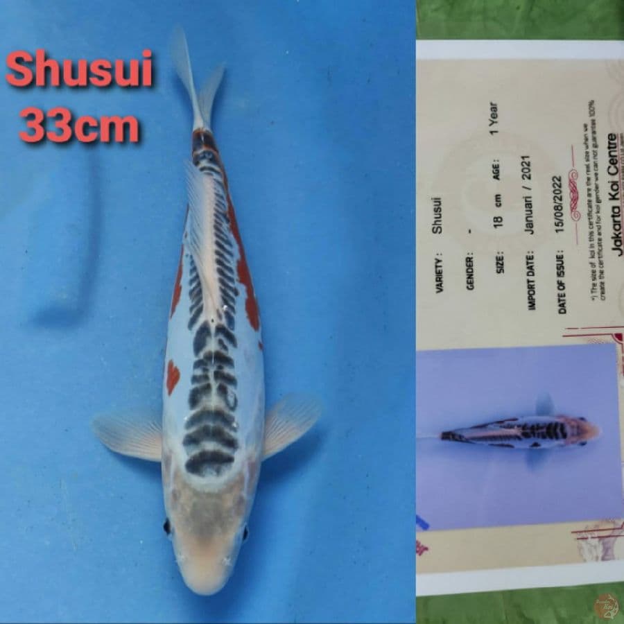 YAMAJYU SHUSUI 33CM SERTI