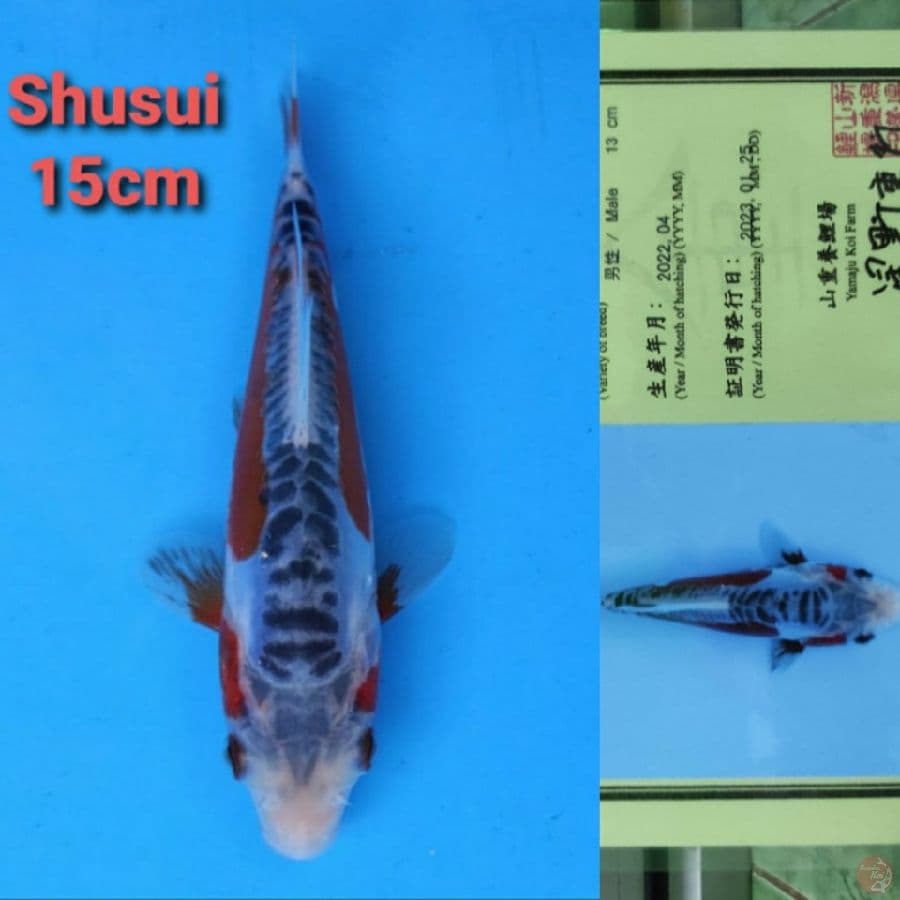HQ YAMAJYU SHUSUI 15CM SERTI