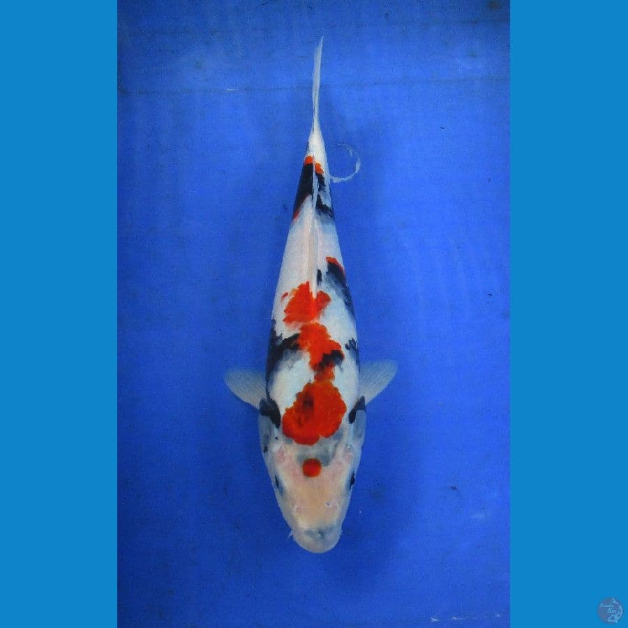 showa ±32cm