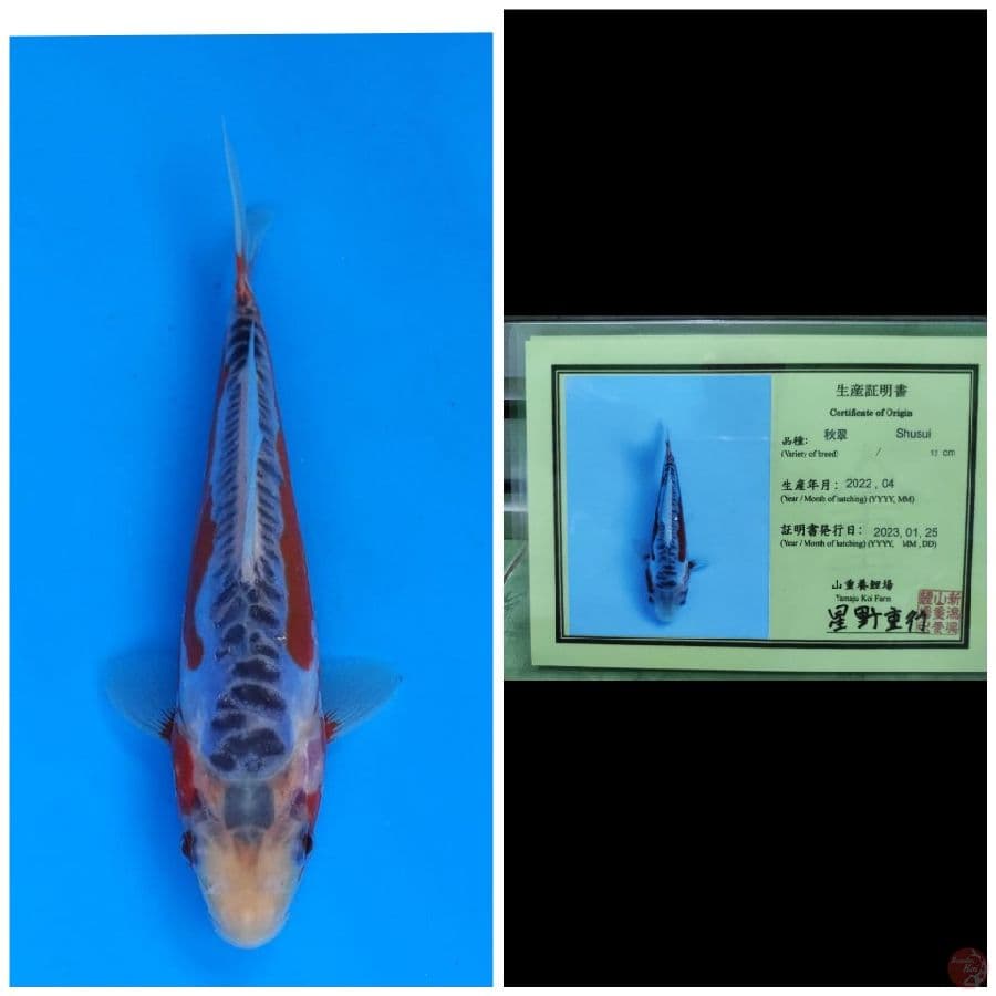 Yamaju Shusui