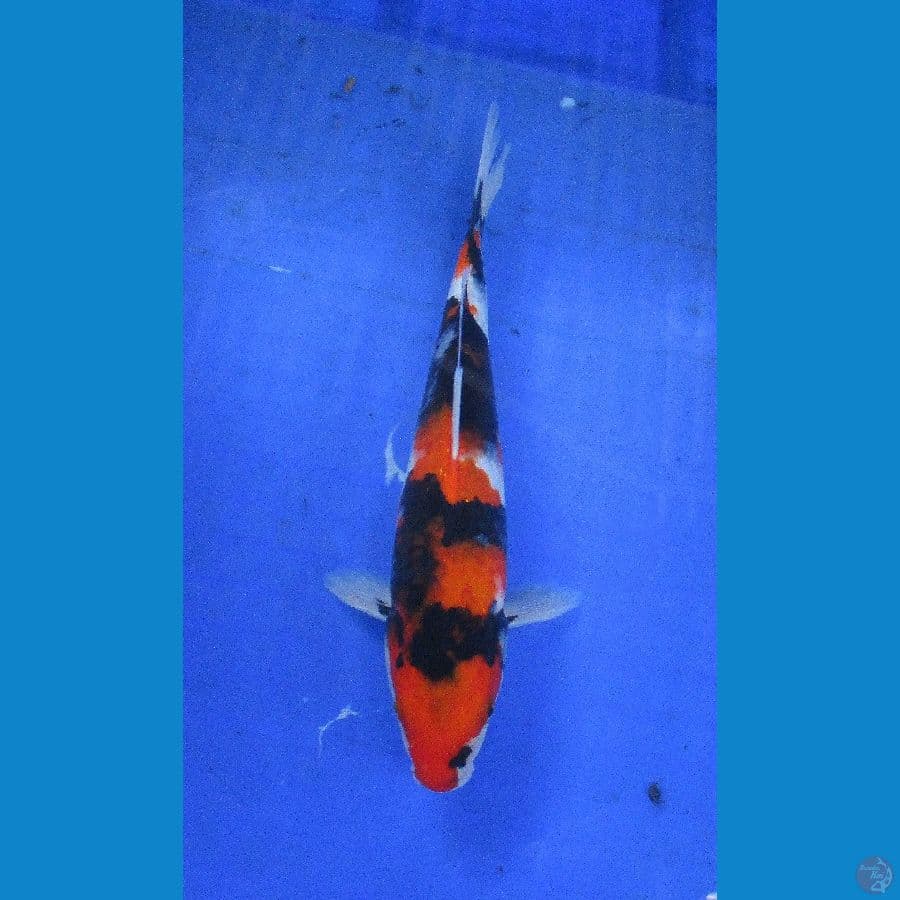 showa ±26cm