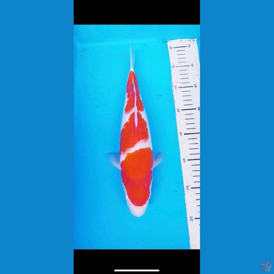 kohaku jossss masee 30cm