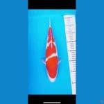 kohaku jossss masee 30cm