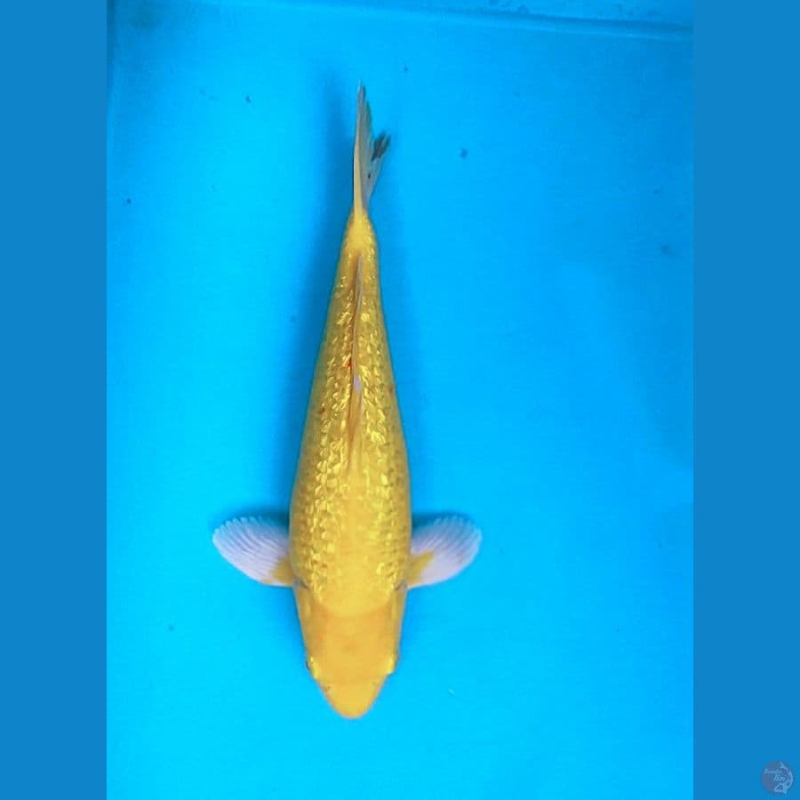 KARASHI GINRIN GOOD BODY 30CM