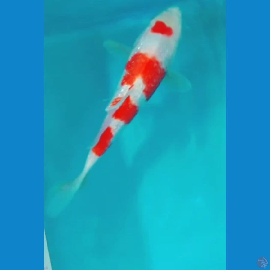 kohaku ginrin ber step