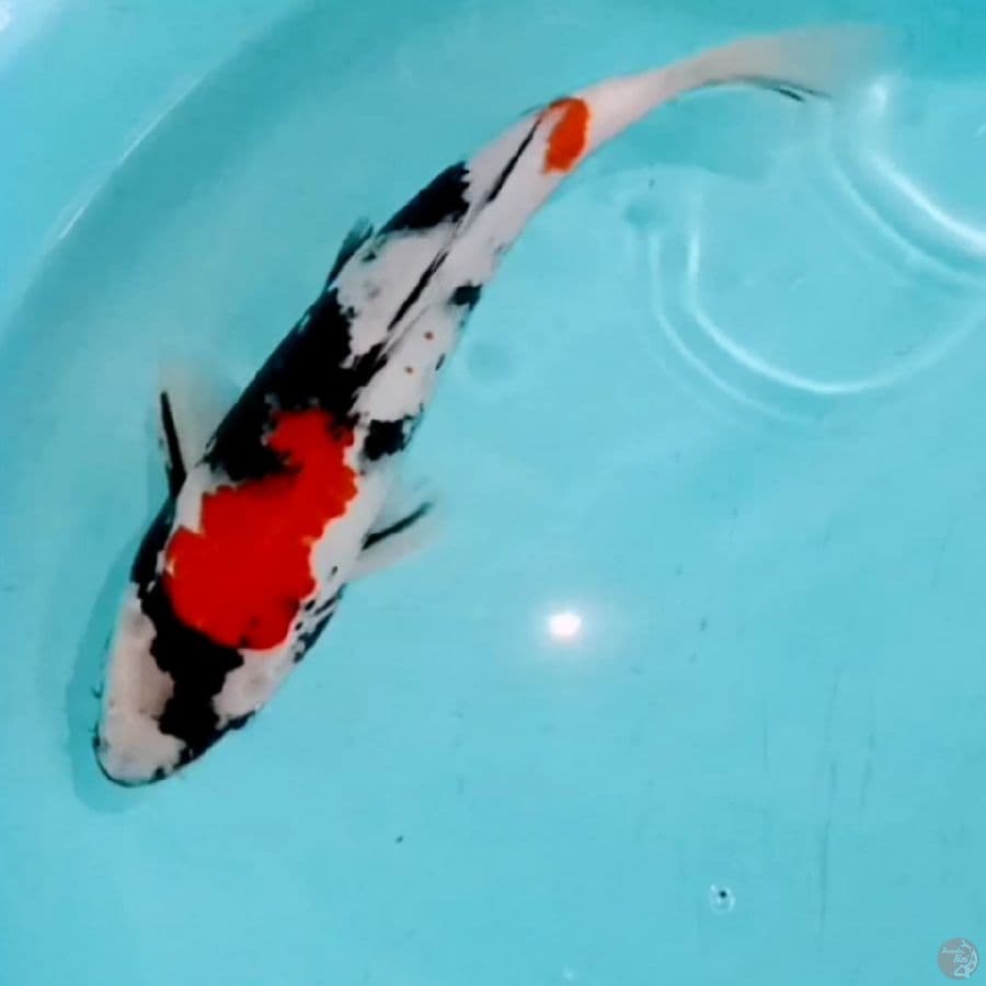 26CM