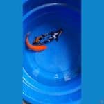 sk mix koi