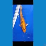 kin showa 29 cm