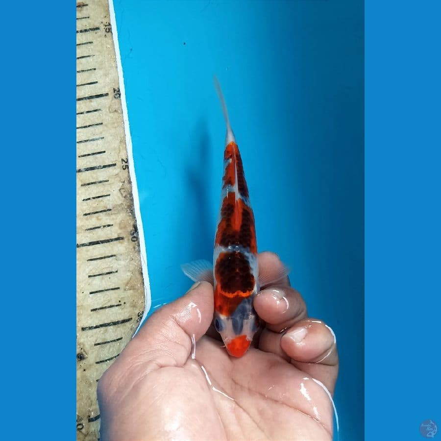 Goshiki 16cm