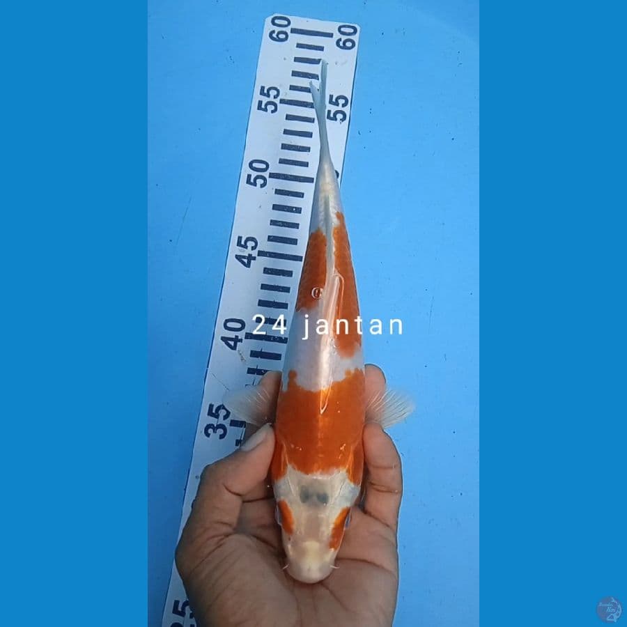 kujaku karamel size : 24 cm jantan 