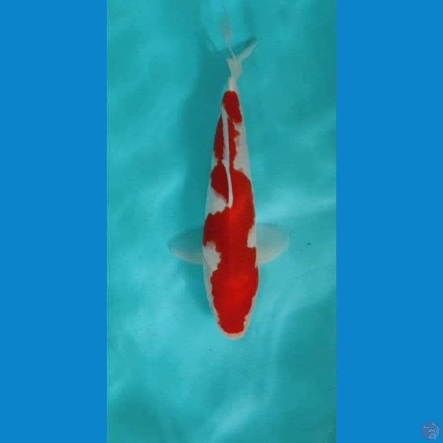 KOHAKU INAZUMA 28CM MALE