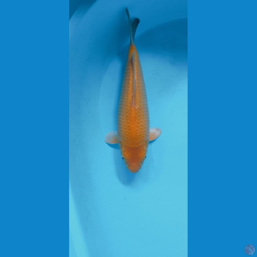 KARASI CORN 28CM MALE