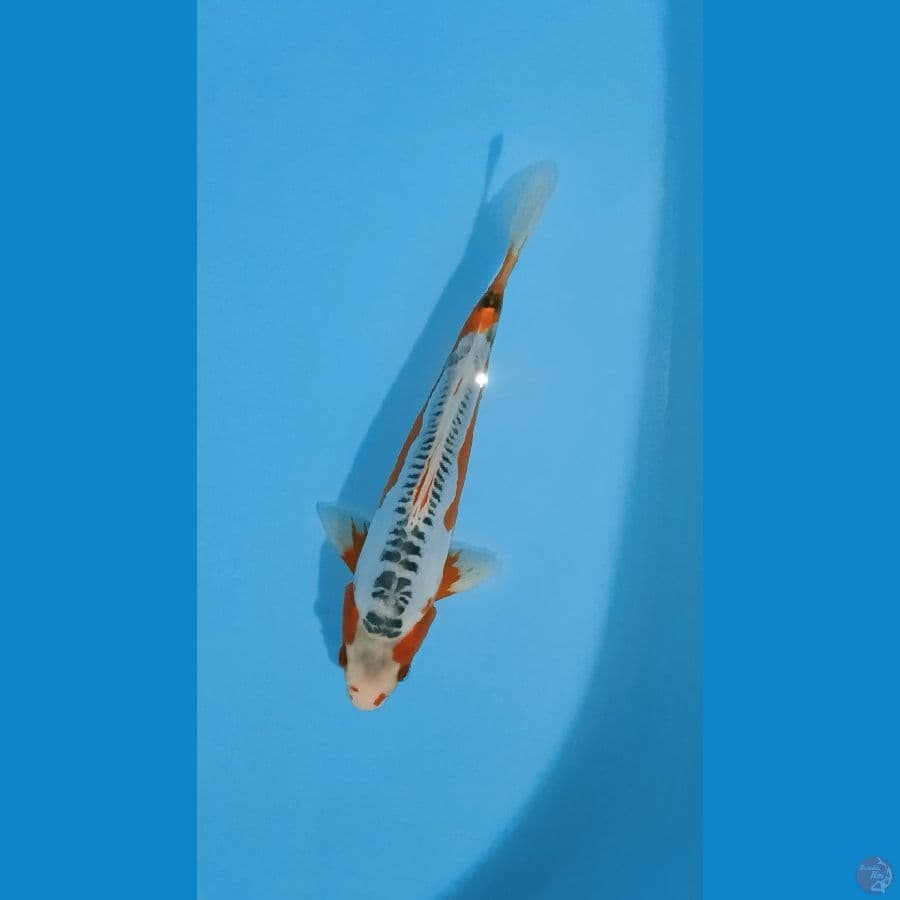 Shusui F1 Yamaju, 30cm
