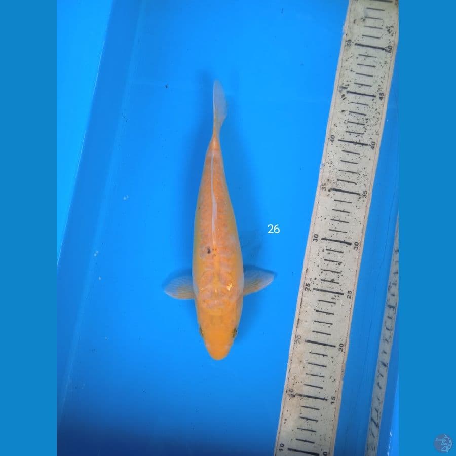 kawari 26cm