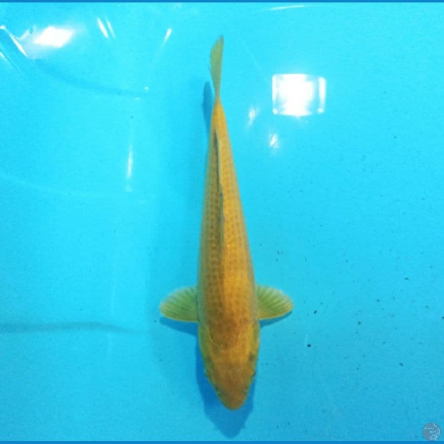 Karashi 31 cm