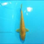 Karashi 31 cm