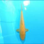 Karashi 31 cm