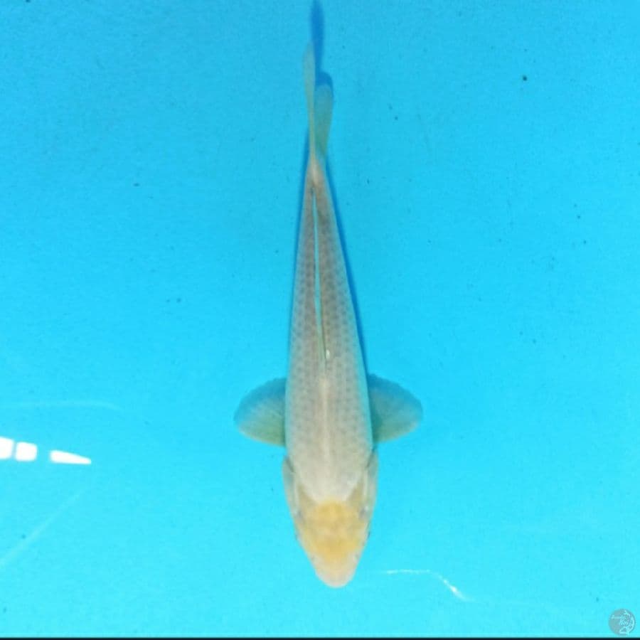 Soragoi 27 cm