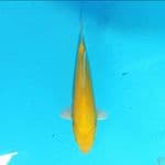 Ogeon 22 cm