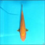 Benigoi 21 cm