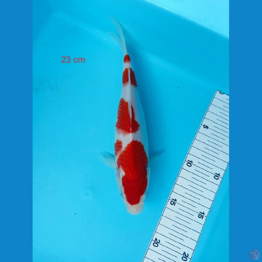 kohakhu 23 cm