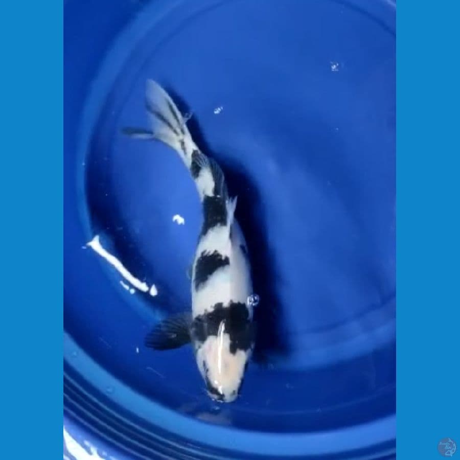 Shiro 35 cm