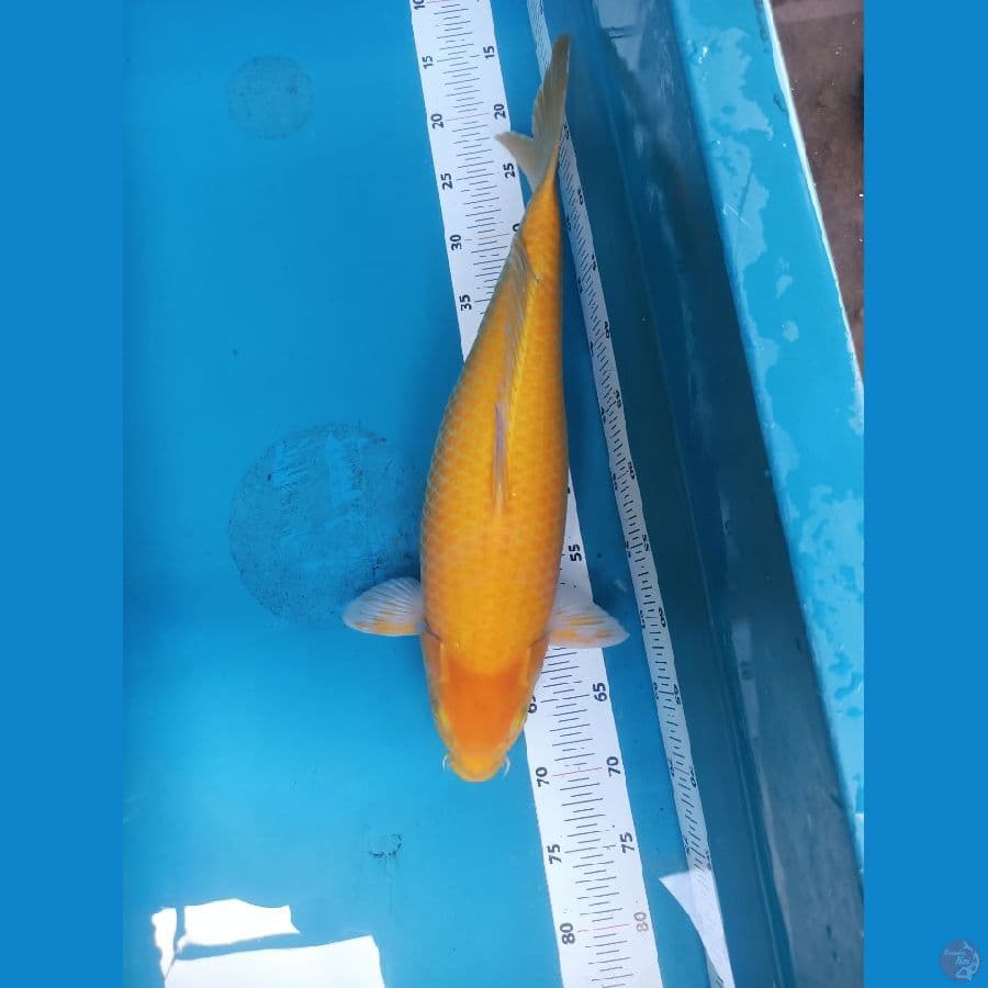 karasi lemon 50 cm