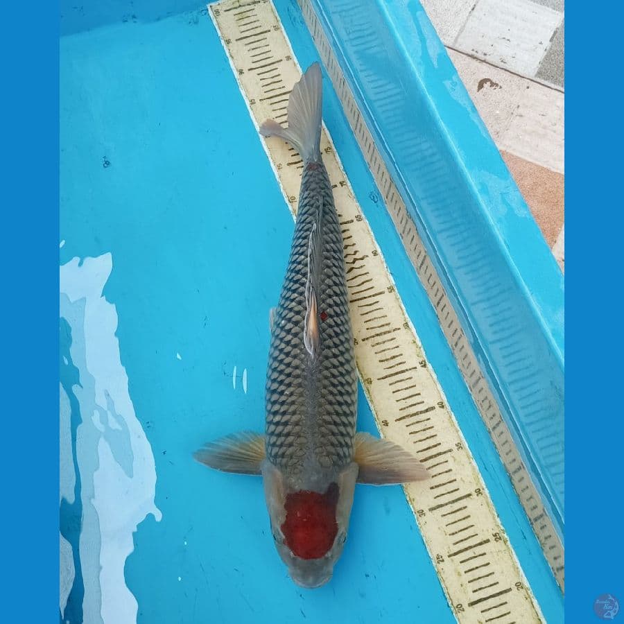 60cm Tancho ochiba male jozz