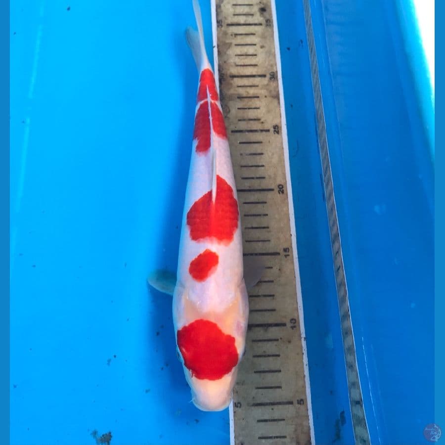 kohaku 30cm