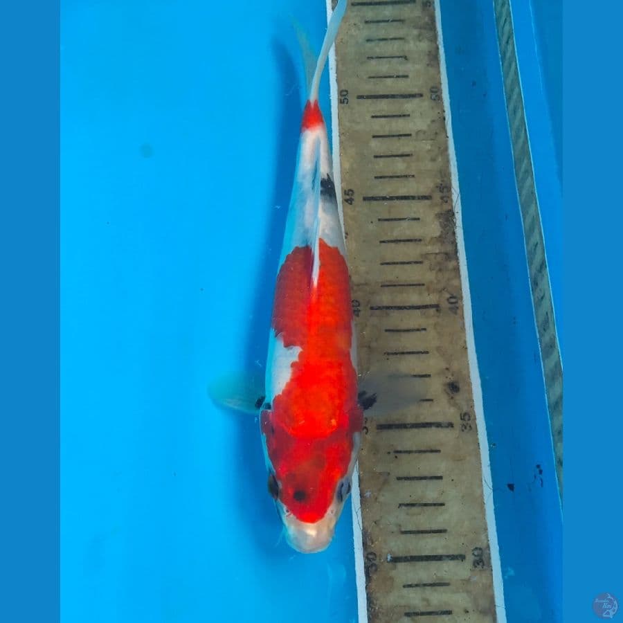 showa 23cm